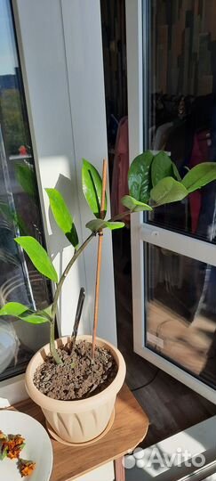 Большие комнатные цветы