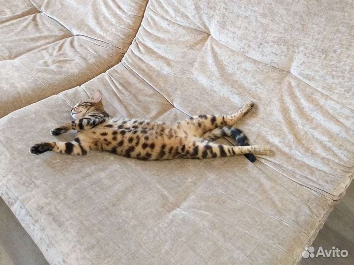 Бенгальская кошка вязка