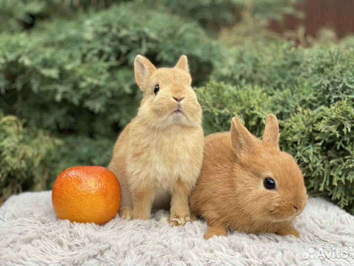 Малыши карликовые кролики