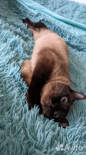 Кот ищет дом