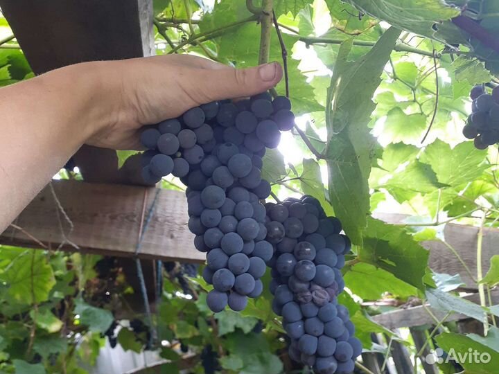 Домашний виноград