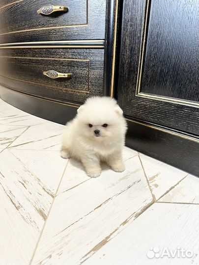 White мальчик померанский шпиц