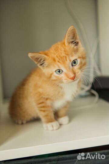 Котенок рыжий
