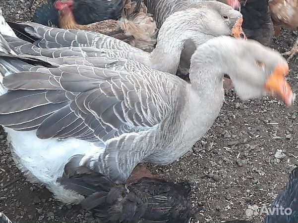 Семью Холмогорских гусей