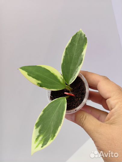 Хойи новинки