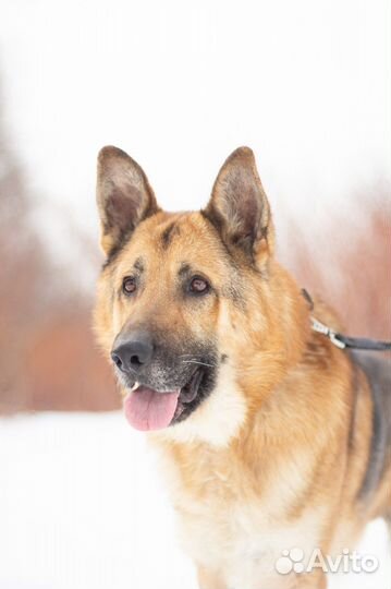 Немецкая овчарка собака в добрые руки