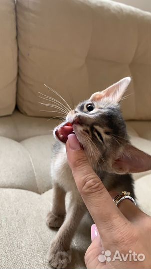 Абиссинские котята