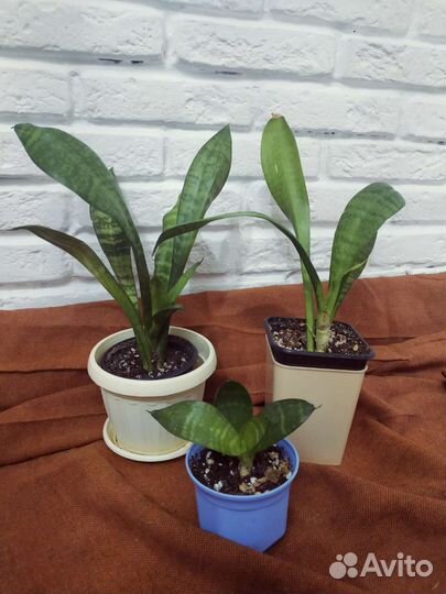 Сансевиерия, хавортия, алоэ, гастерия