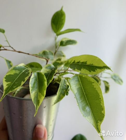 Фикус бенджамина пестролистный с горшком