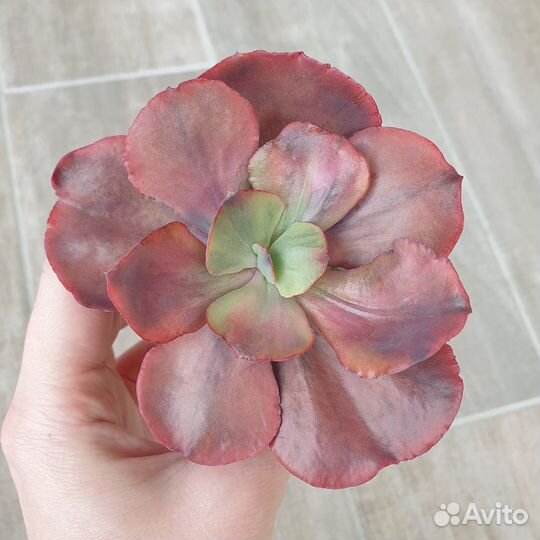 Эхеверии, суккуленты