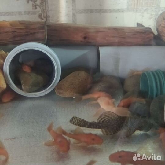 Продаю сомиков анциструс супер Ред