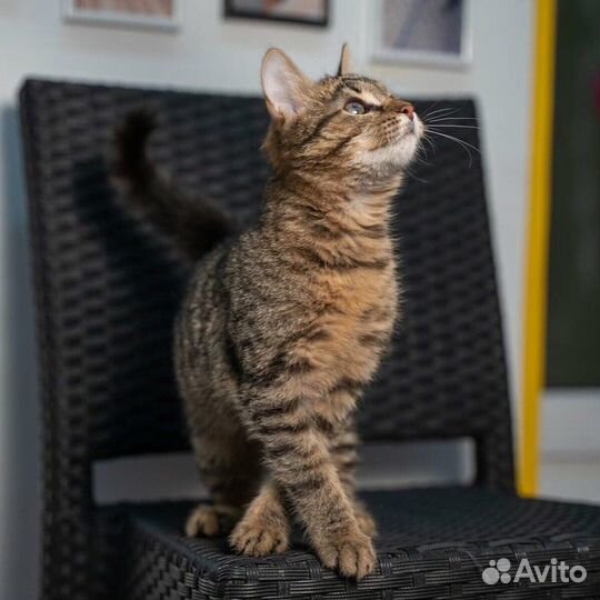 Котенок в добрые руки