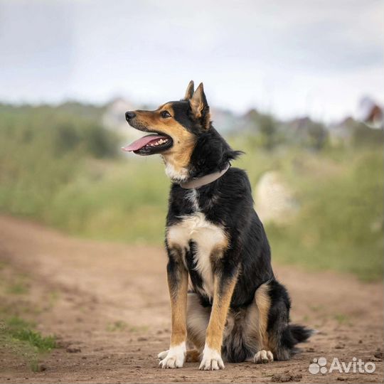 Красивая и молодая собака в добрые руки Гуф