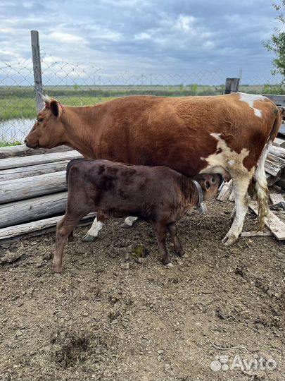 Корова дойная с теленком