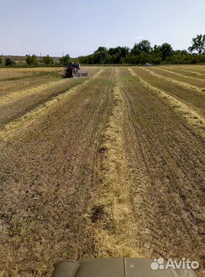 Ячмень, пшеница, зерно, корма