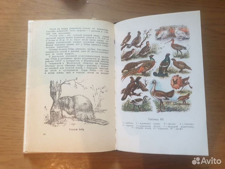 Е. В. Кудрявцев. Охота