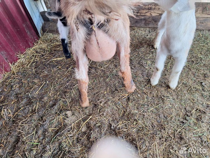 Козлята