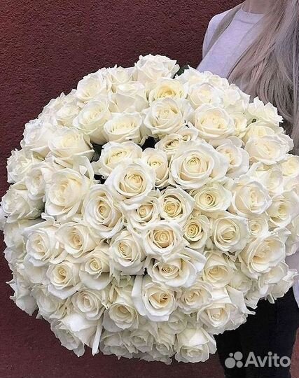 Высокие розы Гигантские Розы 150 160 170 180 190см