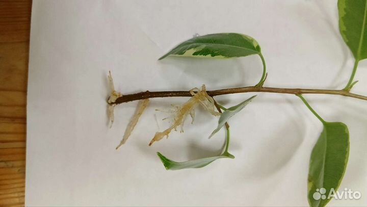 Фикус бенджамина