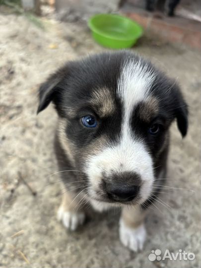 Помесь хаски