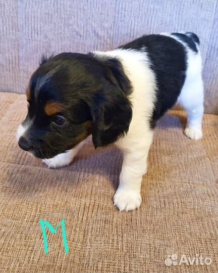 Щенки русского спаниеля