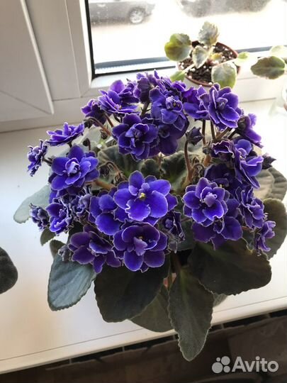 Фиалка синяя