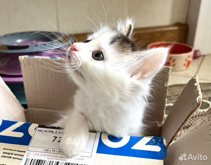 Котенок Тимурчик