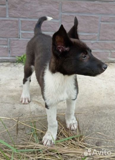 Щенок, сука, метис