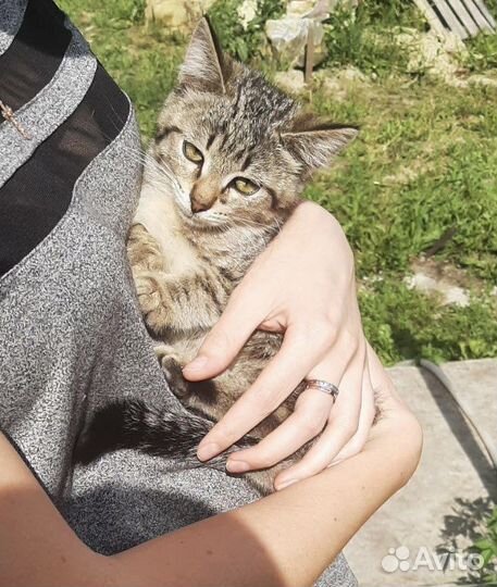 Котик в добрые руки