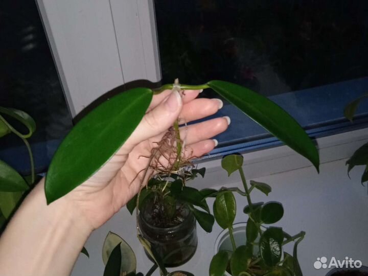 Хойя Дракон 2шт