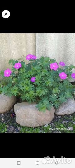 Многолетняя Герань