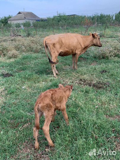 Коровы с телятами