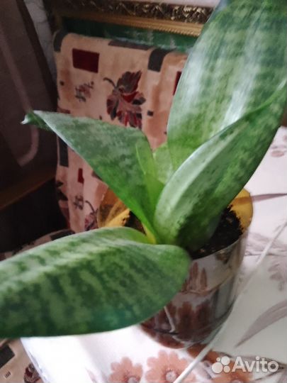 Сансевиерия комнатный цветок