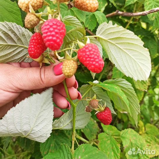 Малина свежая, Ежевика