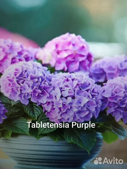 Гортензия крупнолистная саженцы