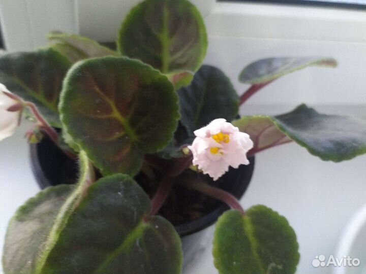 Комнатные цветы