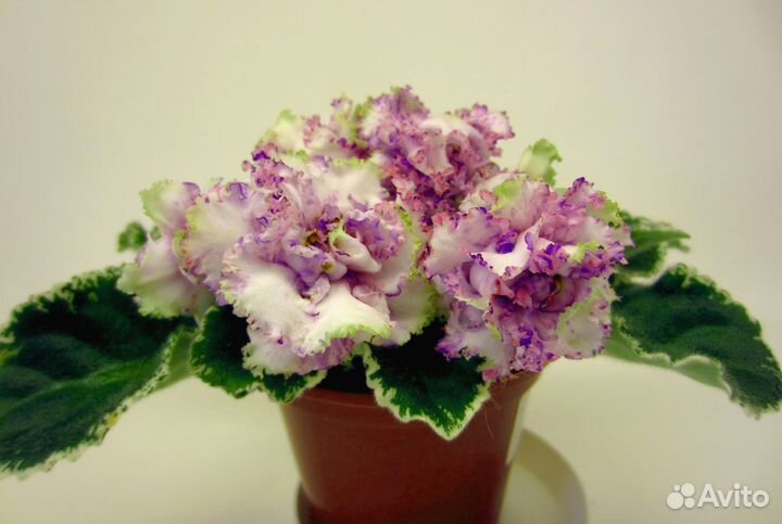 Фиалки сортовые (наборы)