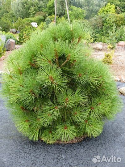 Сосна Джеффри