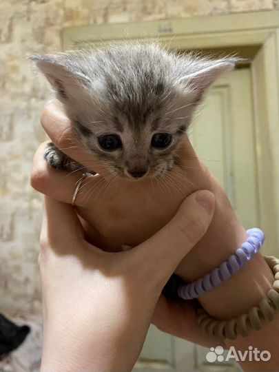 Мейн-кун помесь