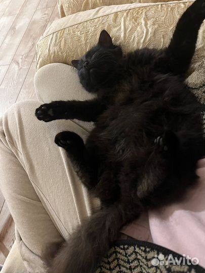 Кашка на вязку