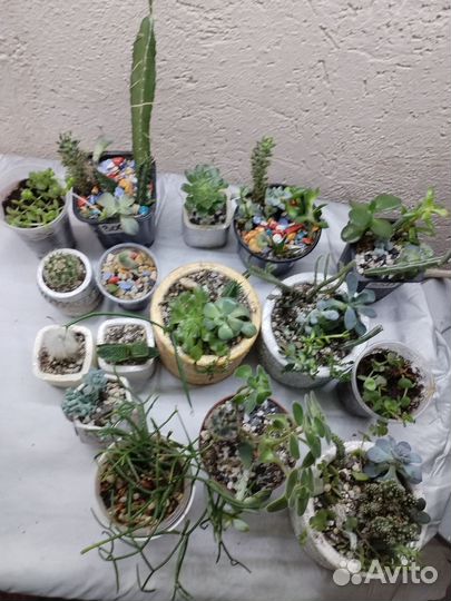 Комнатные растения