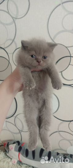 Шотландская