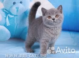 Котята британский