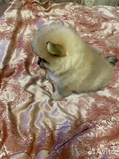 Две девочки мини шпиц померанец элита