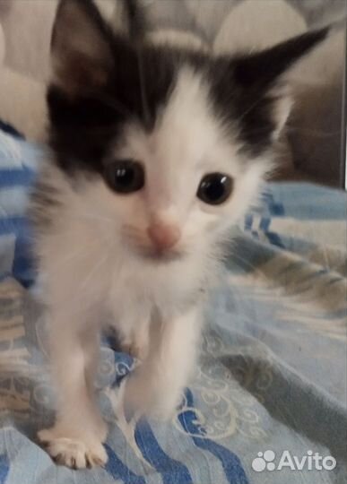 Котенок мальчик 1 месяц