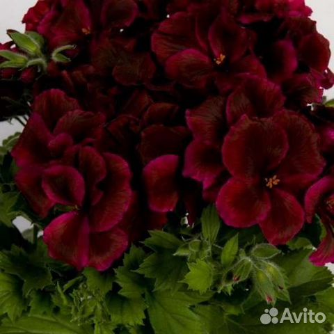 Пеларгония герань королевская