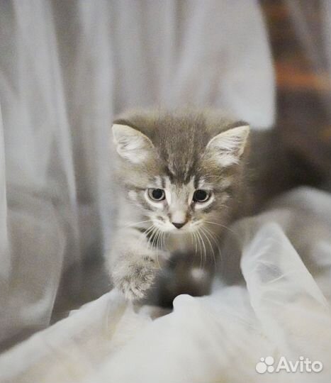 Изумительный котенок