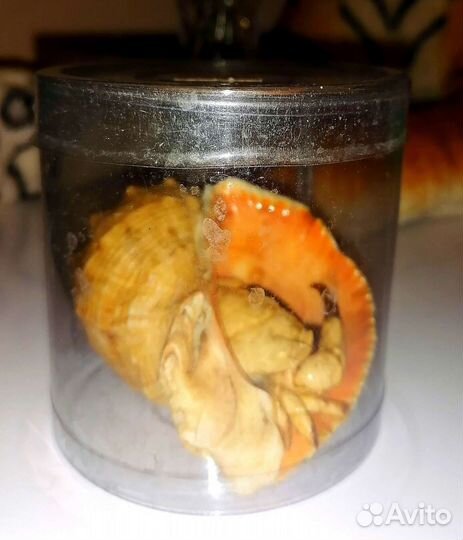 Ракушка с крабом для аквариума или сувенира