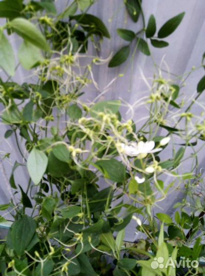 Клематис белый