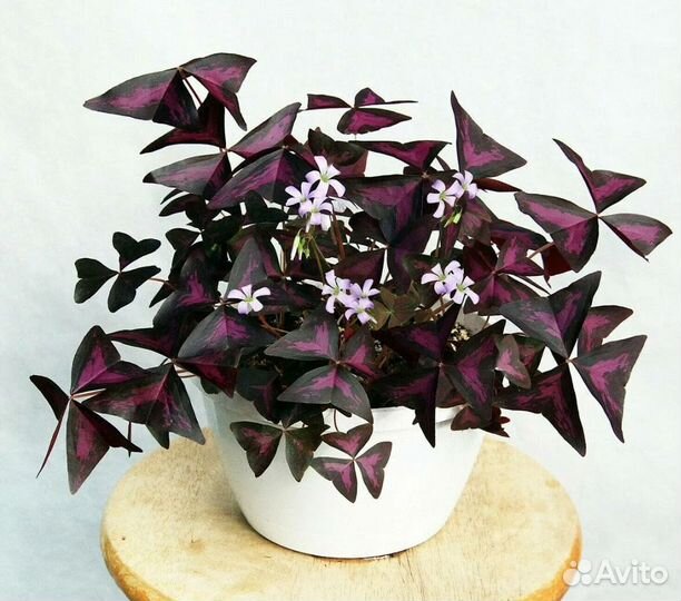 Кислица оксалис